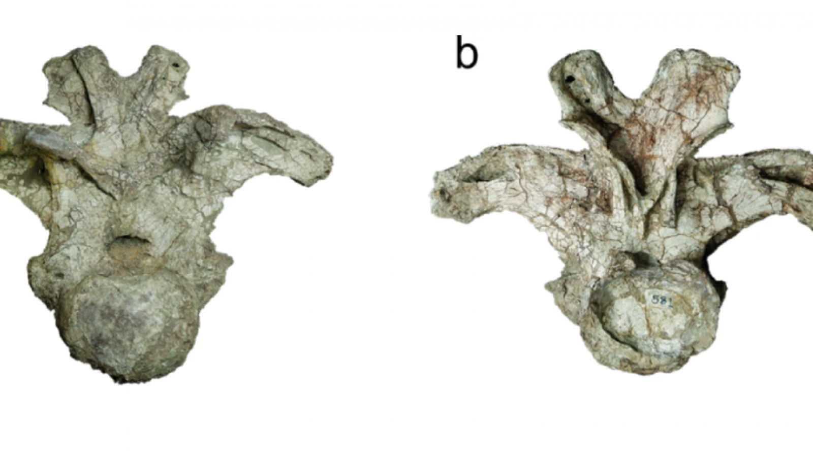 Vivió en la Tierra hace 150 millones de años: Descubren en Tailandia una nueva especie de dinosaurio gigante
