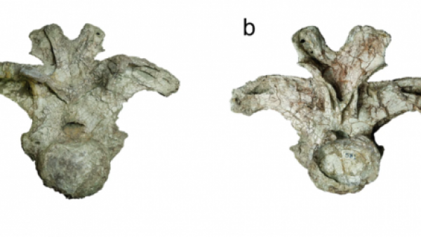 Vivió en la Tierra hace 150 millones de años: Descubren en Tailandia una nueva especie de dinosaurio gigante

