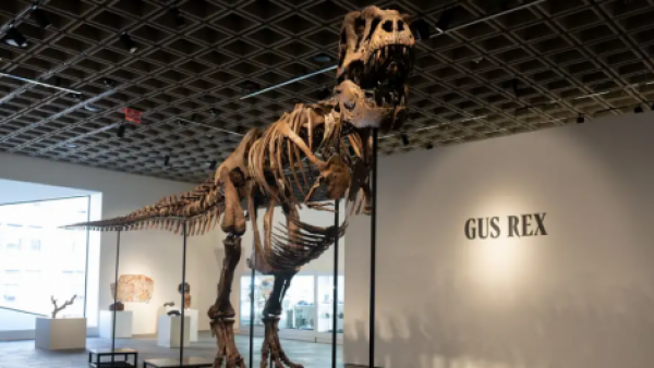 Subastan esqueleto de T. Rex en 50,1 millones de dólares
