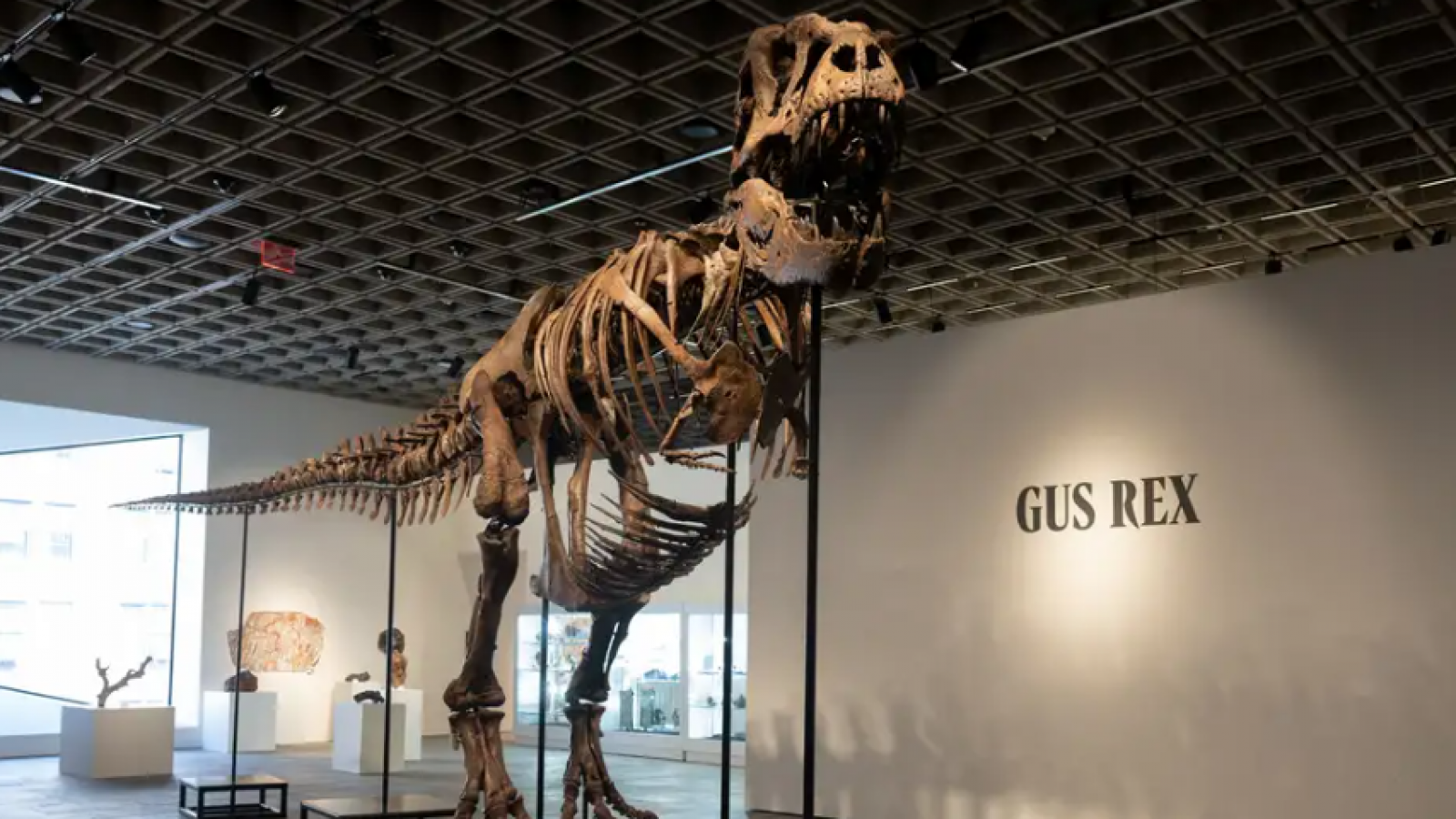 Subastan esqueleto de T. Rex en 50,1 millones de dólares
