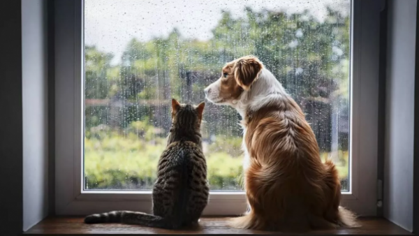 SAG exigirá microchip o tatuaje a perros y gatos que ingresen a Chile
