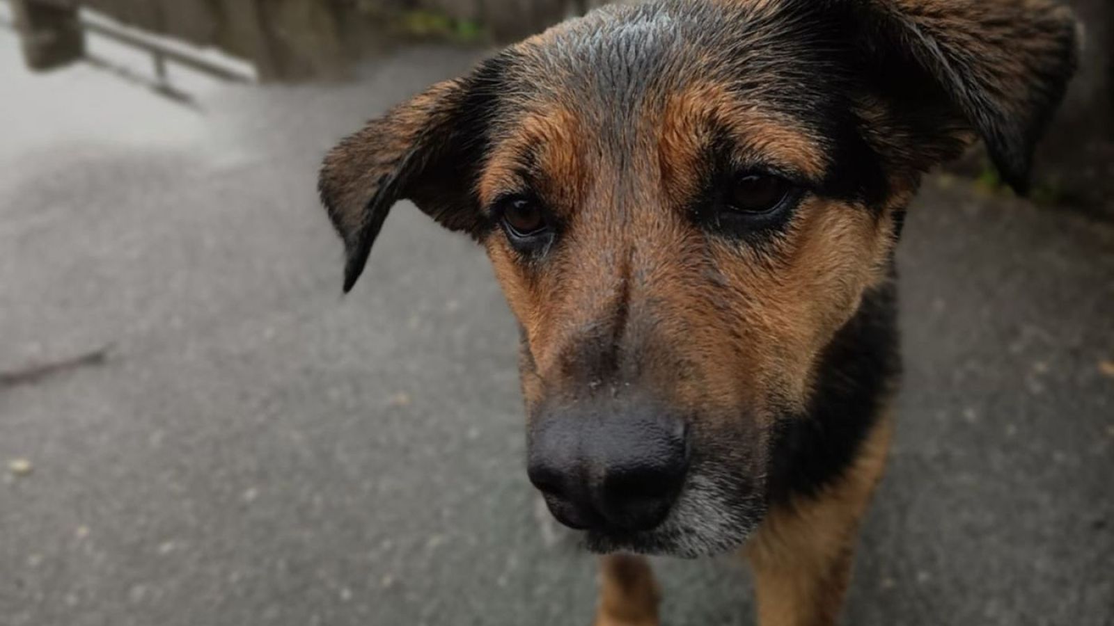 <p>Sistema frontal: La Serena resguardará a perros en situación de calle</p>
