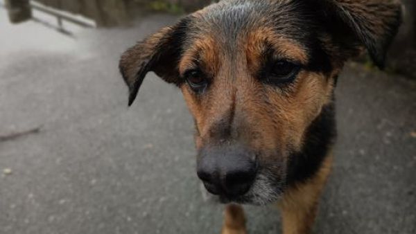<p>Sistema frontal: La Serena resguardará a perros en situación de calle</p>