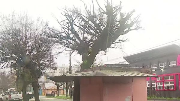 Alerta por sistema frontal: Fuertes vientos derriban árbol en Concepción