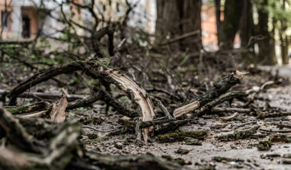 Trabajador muere tras ser golpeado por un árbol mientras despejaba ruta en Negrete
