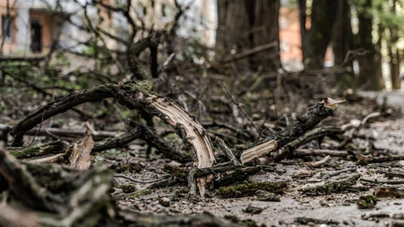 Trabajador muere tras ser golpeado por un árbol mientras despejaba ruta en Negrete
