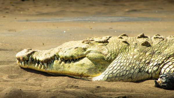 Detallan estado de salud de niño de tres años que fue arrojado a hábitat de cocodrilos en zoológico de Inglaterra
