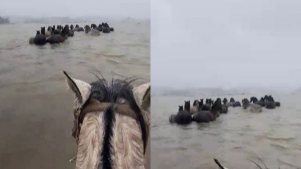 <p>Vecinos de la provincia de Arauco rescataron a una manada de caballos</p>Con el agua hasta el cuello: heroico rescate de una manada de caballos en Arauco
