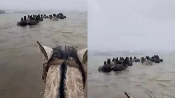 Vecinos de la provincia de Arauco rescataron a una manada de caballos