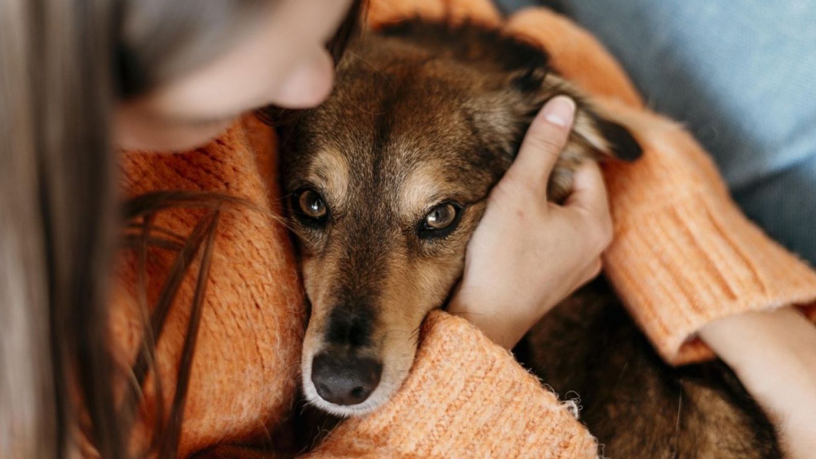 <p>Guía de invierno: cómo cuidar la salud de tu perro en la temporada más fría del año</p>
