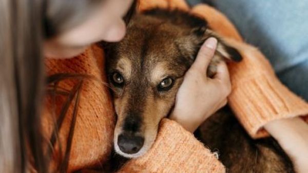 <p>Guía de invierno: cómo cuidar la salud de tu perro en la temporada más fría del año</p>