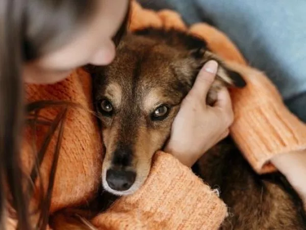 Guía de invierno: cómo cuidar la salud de tu perro en la temporada más fría del año