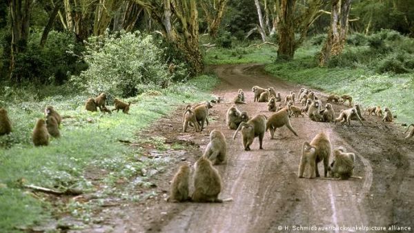 <p>Investigadores de Carnegie Mellon compararon la intuición geométrica de monos, niños y adultos. Foto: H. Schmidbauer/blickwinkel/picture alliance</p>Monos y niños comparten la misma intuición geométrica
