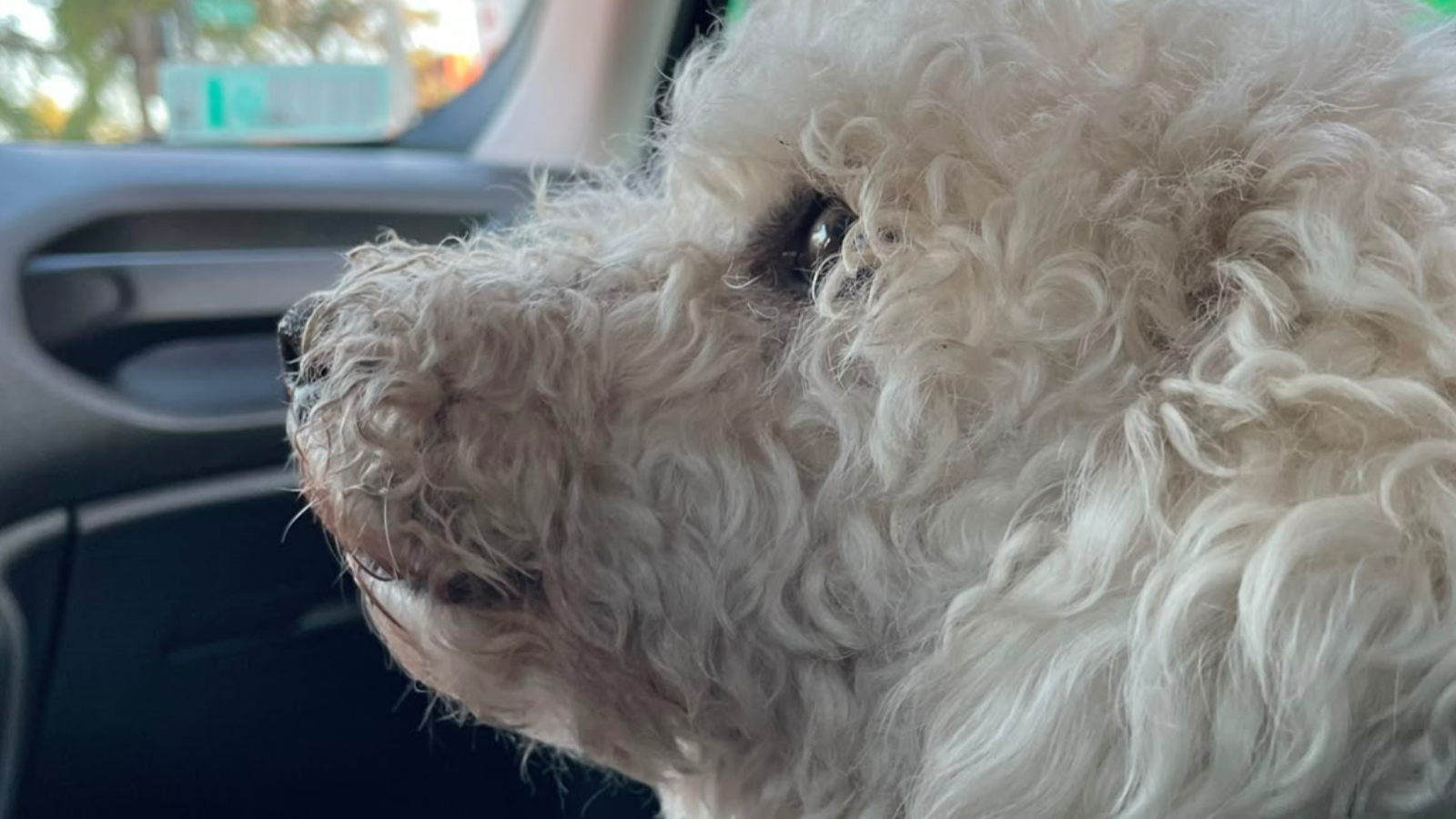 21 de julio: ¿Por qué hoy se celebra el Día Mundial del Perro?
