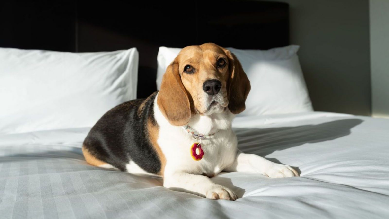 Ellos también merecen relajo: Hoteles se adaptan para recibir mascotas en los viajes
