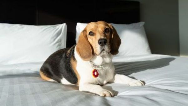 Ellos también merecen relajo: Hoteles se adaptan para recibir mascotas en los viajes