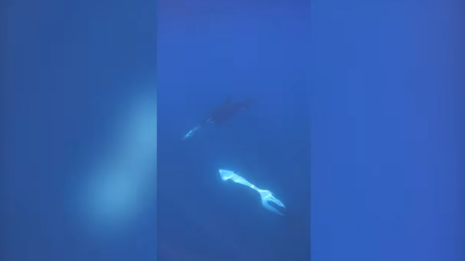 Orcas embisten a pez luna y lo hacen explotar en mil pedazos
