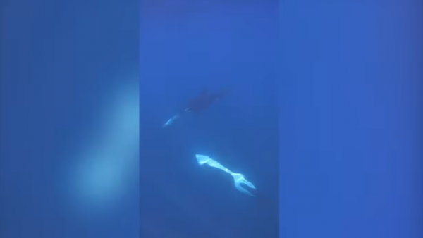 Orcas embisten a pez luna y lo hacen explotar en mil pedazos
