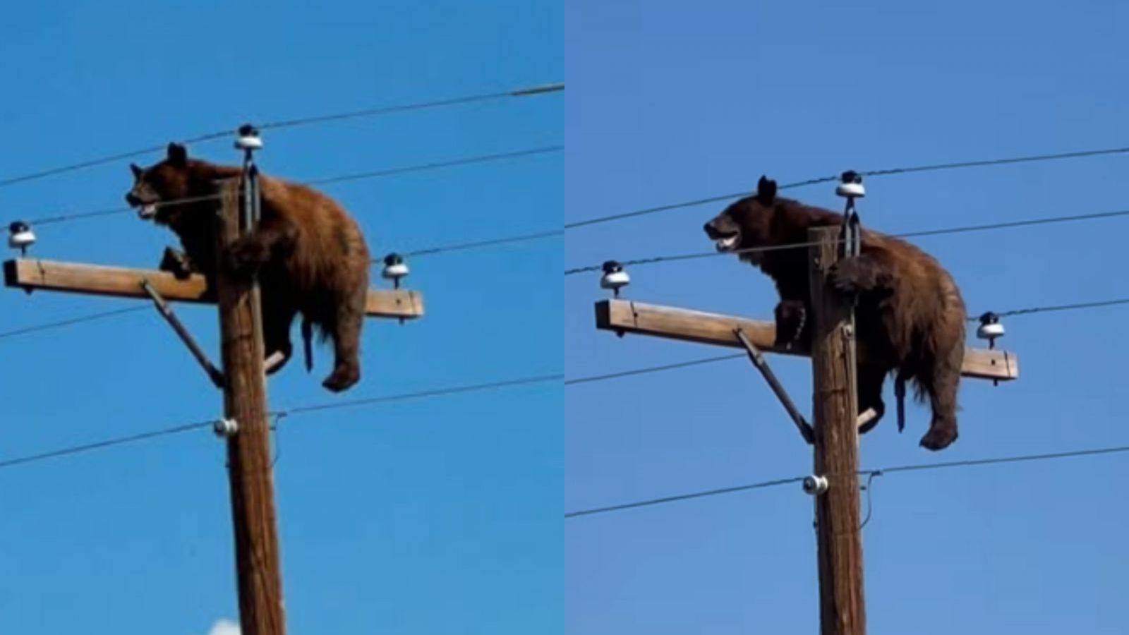 <p>Oso se vuelve viral en redes: Apareció arriba de un poste eléctrico </p>
