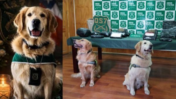 <p>Adiós Golfo Perro antidrogas de Carabineros murió tras accidente en operativo </p>Adiós Golfo: Perro antidrogas de Carabineros murió tras accidente en operativo
