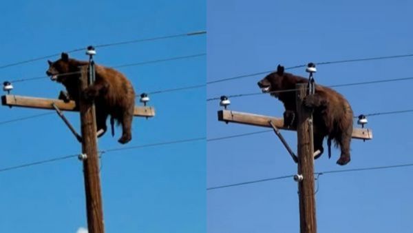 <p>Oso se vuelve viral en redes: Apareció arriba de un poste eléctrico </p>¡Insólito! Oso se vuelve viral en redes tras aparecer arriba de un poste eléctrico
