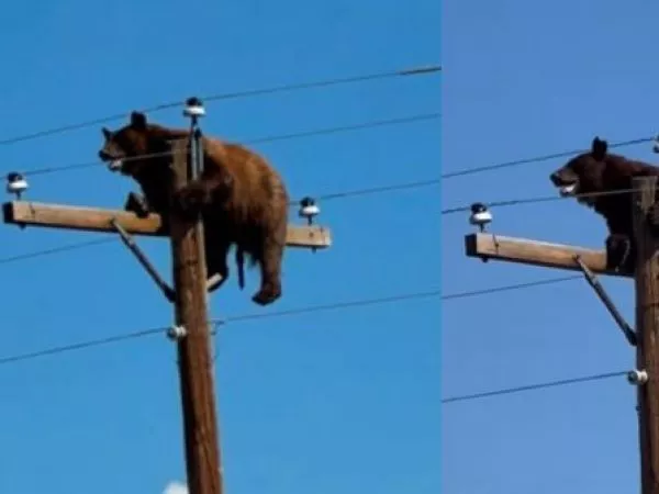 Oso se vuelve viral en redes: Apareció arriba de un poste eléctrico