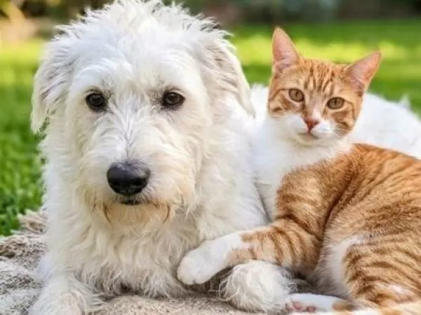 alimentos prohibidos perros y gatos