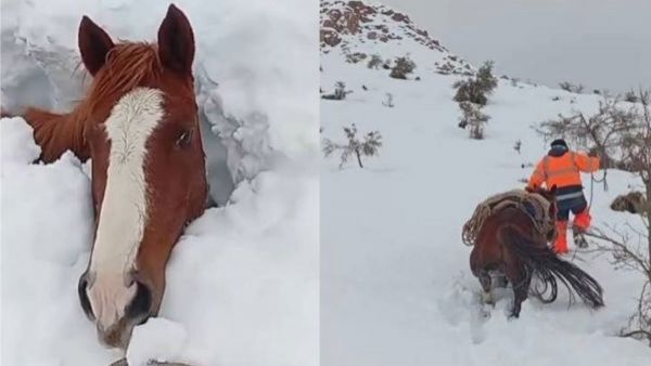 <p>Crianceros piden rescate urgente para cerca de 60 animales atrapados por la nieve en Alto del Carmen</p>Dramático: Piden rescate urgente para cerca de 60 animales atrapados por la nieve en Alto del Carmen
