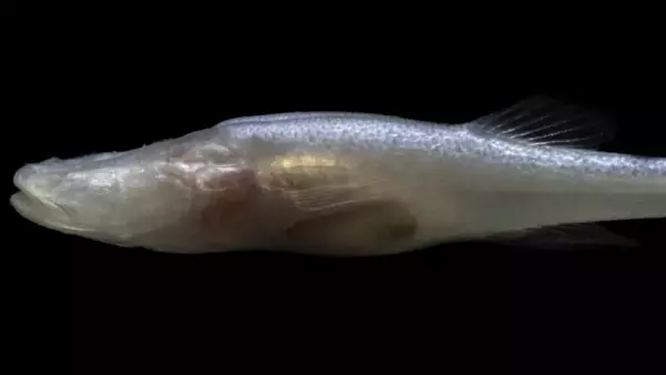 La cueva de Bobcat ha sido investigada desde hace 40 años, pero recién ahora se encontró a esta nueva especie de pez cavernario.