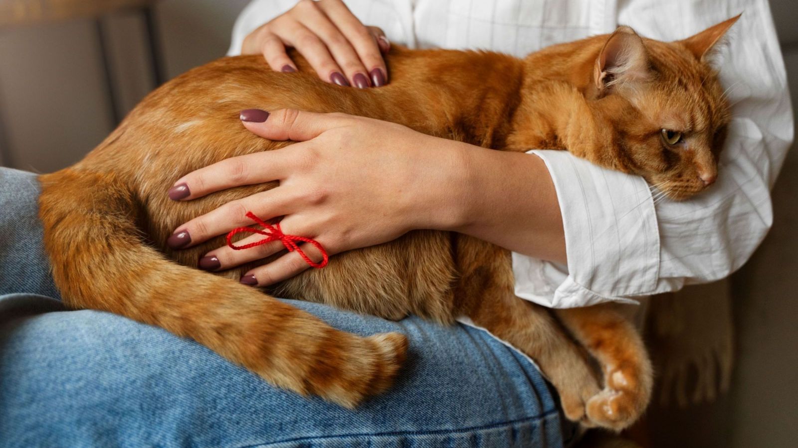 Consejos para disminuir el dolor de rodillas en las mascotas en invierno
