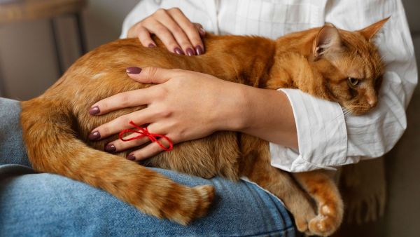 Consejos para disminuir el dolor de rodillas en las mascotas en invierno
