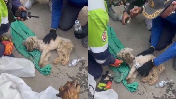 Tras 29 días del terremoto: Rescatan con vida a perrito atrapado bajo los escombros de edificio en Venezuela
