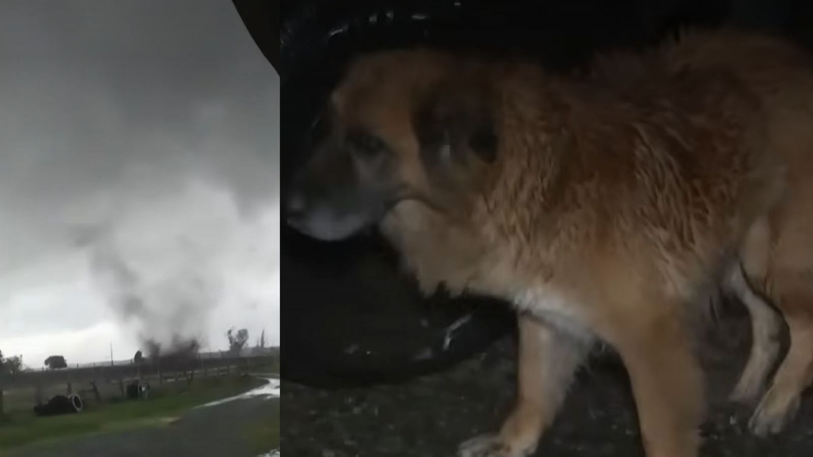 <p>Perrita de 16 años sobrevivió tras ser arrastrada 200 metros por un tornado en Ñuble</p>
