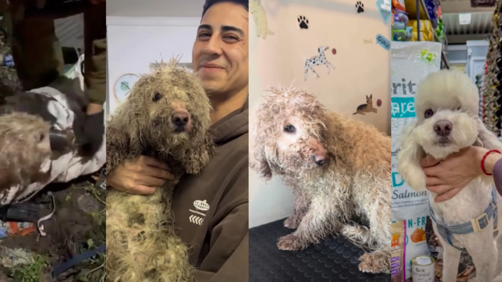 <p>Perrito rescatado de una bolsa en Curicó ya tiene hogar temporal y busca una familia que lo adopte</p>
