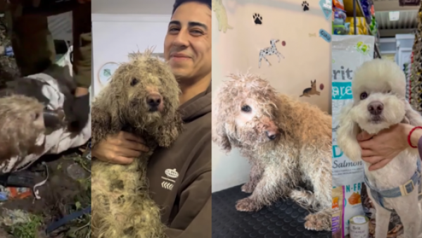 <p>Perrito rescatado de una bolsa en Curicó ya tiene hogar temporal y busca una familia que lo adopte</p>Perrito rescatado de una bolsa en Curicó ya tiene hogar temporal y busca una familia que lo adopte
