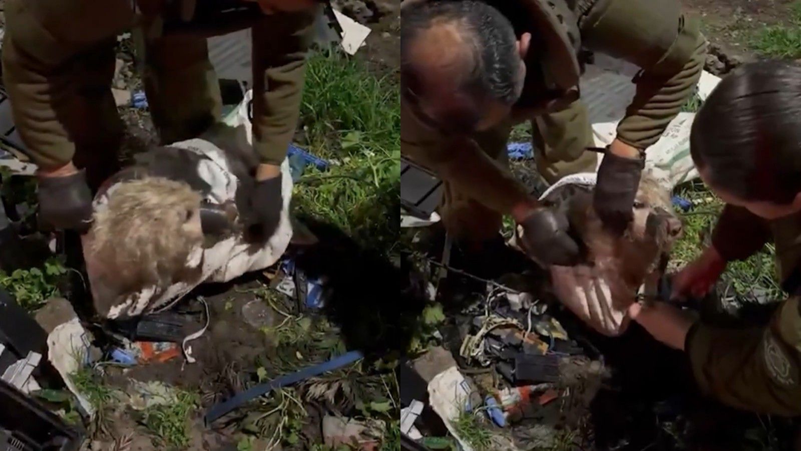 Maldad sin límites: Carabineros rescata a perrito amarrado al interior de un televisor en Curicó
