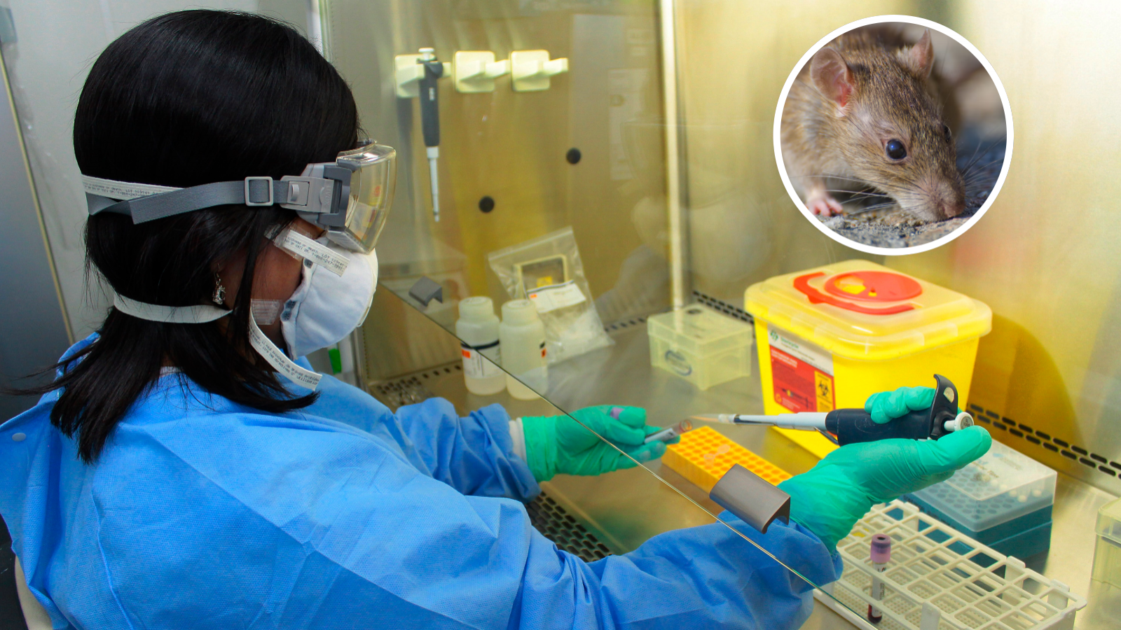 <p>La peligrosa fase inicial del hantavirus: síntomas que parecen una simple gripe</p>

