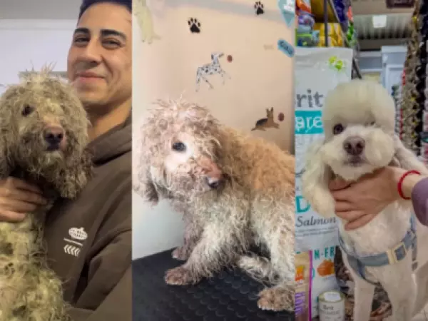 Perrito rescatado de una bolsa en Curicó ya tiene hogar temporal y busca una familia que lo adopte