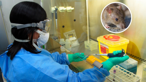 <p>La peligrosa fase inicial del hantavirus: síntomas que parecen una simple gripe</p>La peligrosa fase inicial del hantavirus: síntomas que parecen una simple gripe
