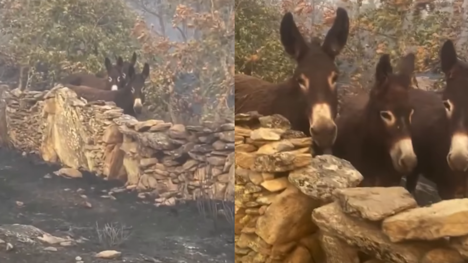 <p>Video: burros logran sobrevivir a incendio forestal en España</p>
