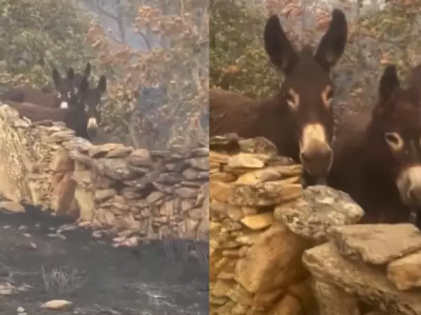 Video: burros logran sobrevivir a incendio forestal en España