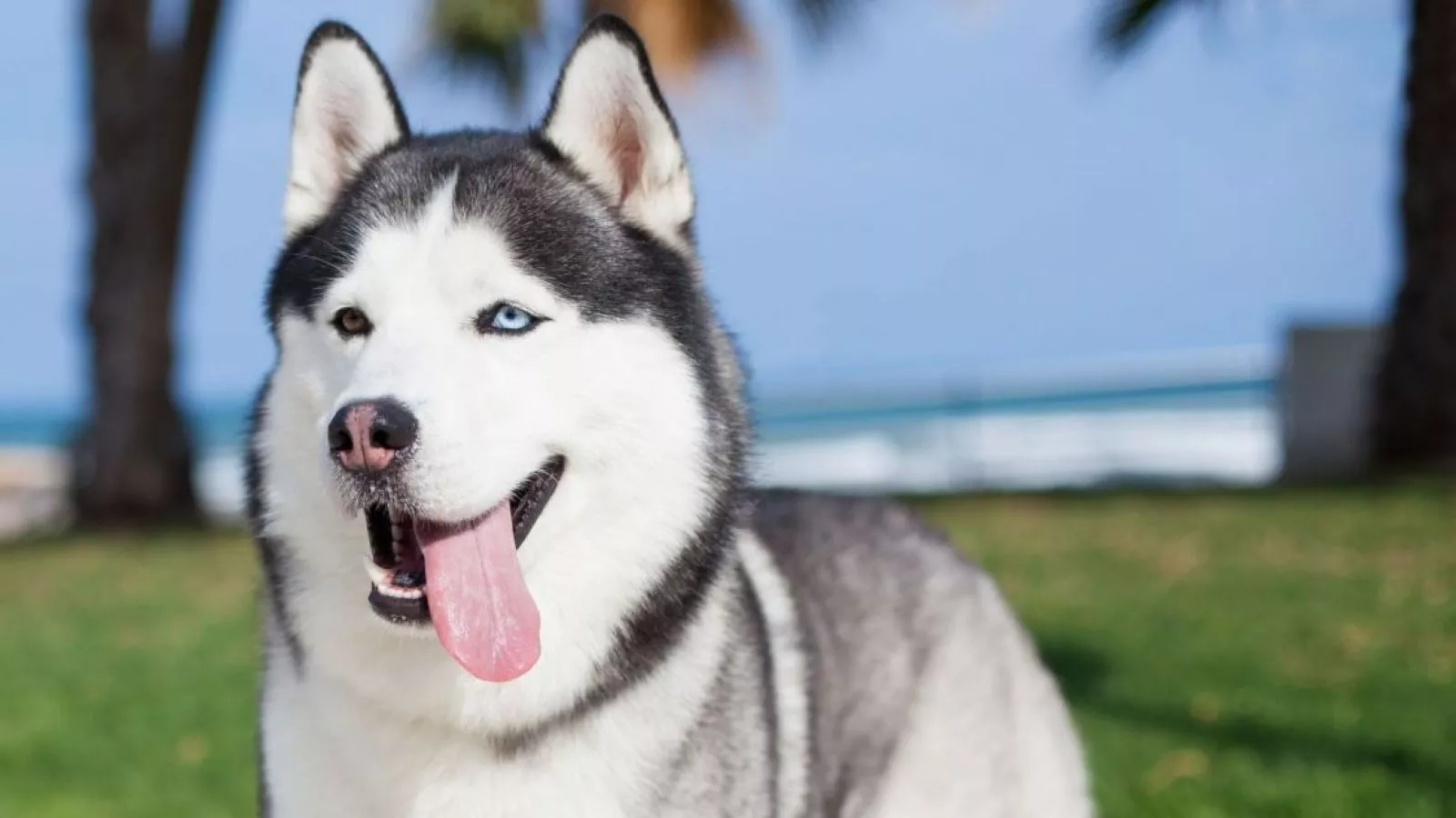 Fallo histórico en México: perro deberá recibir pensión alimenticia tras la separación de sus tutores