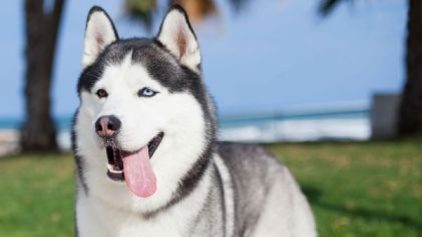 <p>Fallo histórico en México: perro deberá recibir pensión alimenticia tras la separación de sus tutores</p>Fallo histórico en México: perro deberá recibir pensión alimenticia tras la separación de sus tutores
