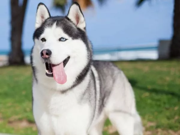 Fallo histórico en México: perro deberá recibir pensión alimenticia tras la separación de sus tutores