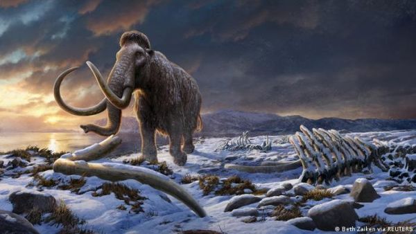 <p>La mayoría de los restos de mamuts acumulados por antiguos humanos eran de las hembras.</p>Humanos de la Edad de Hielo preferían cazar mamuts hembra
