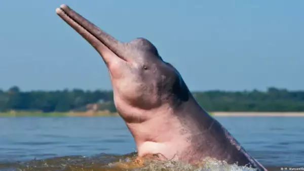 El delfín rosado enfrenta un alto riesgo de desaparecer