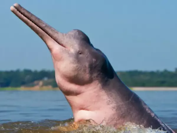 El delfín rosado enfrenta un alto riesgo de desaparecer