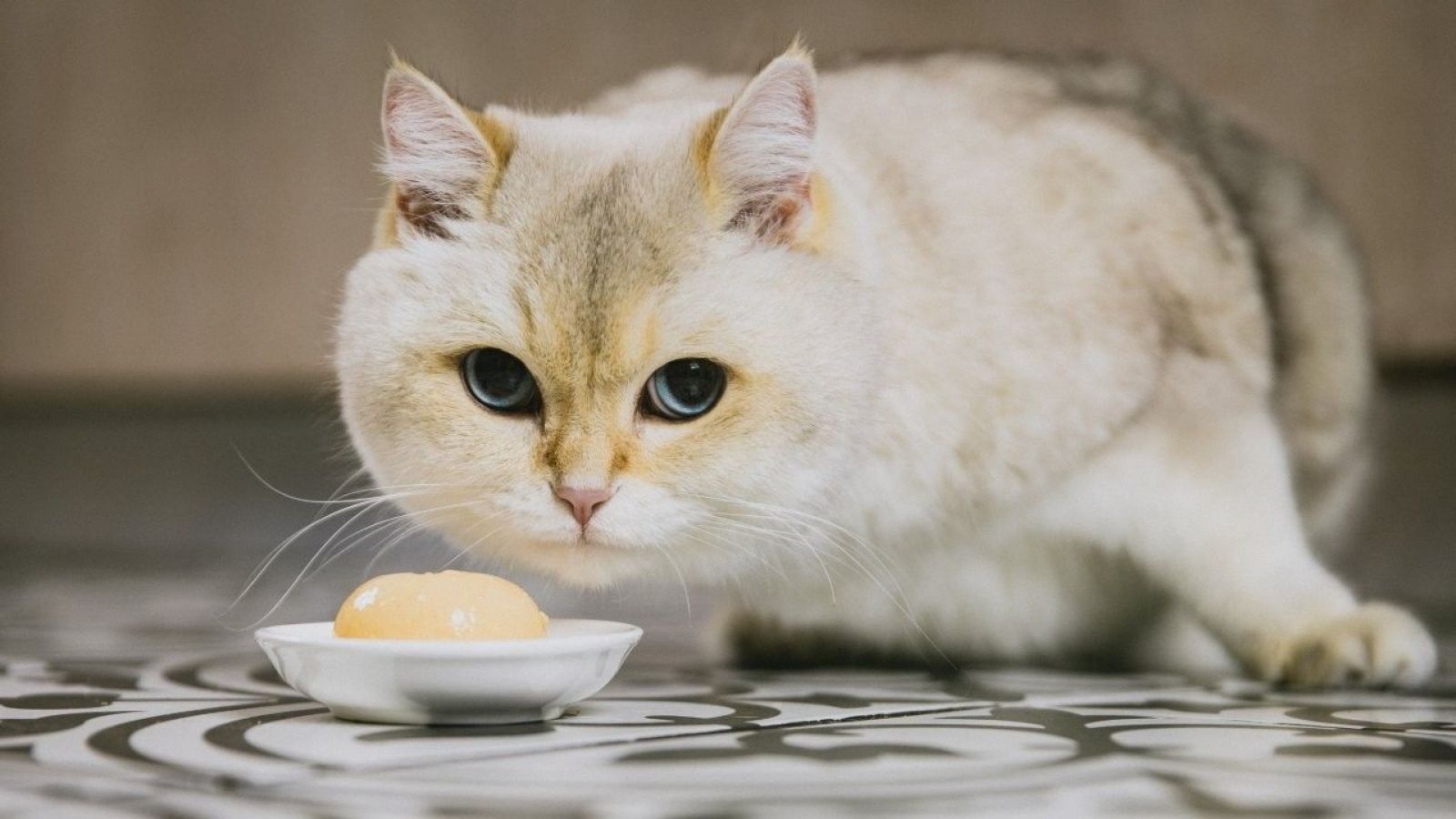 <p>Llega el Mes del Gato: claves para que vivan muchos años</p>
