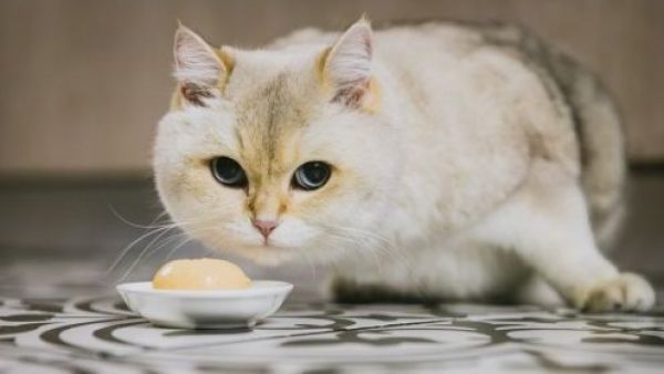 <p>Llega el Mes del Gato: claves para que vivan muchos años</p>Llega el Mes del Gato: claves para que vivan muchos años
