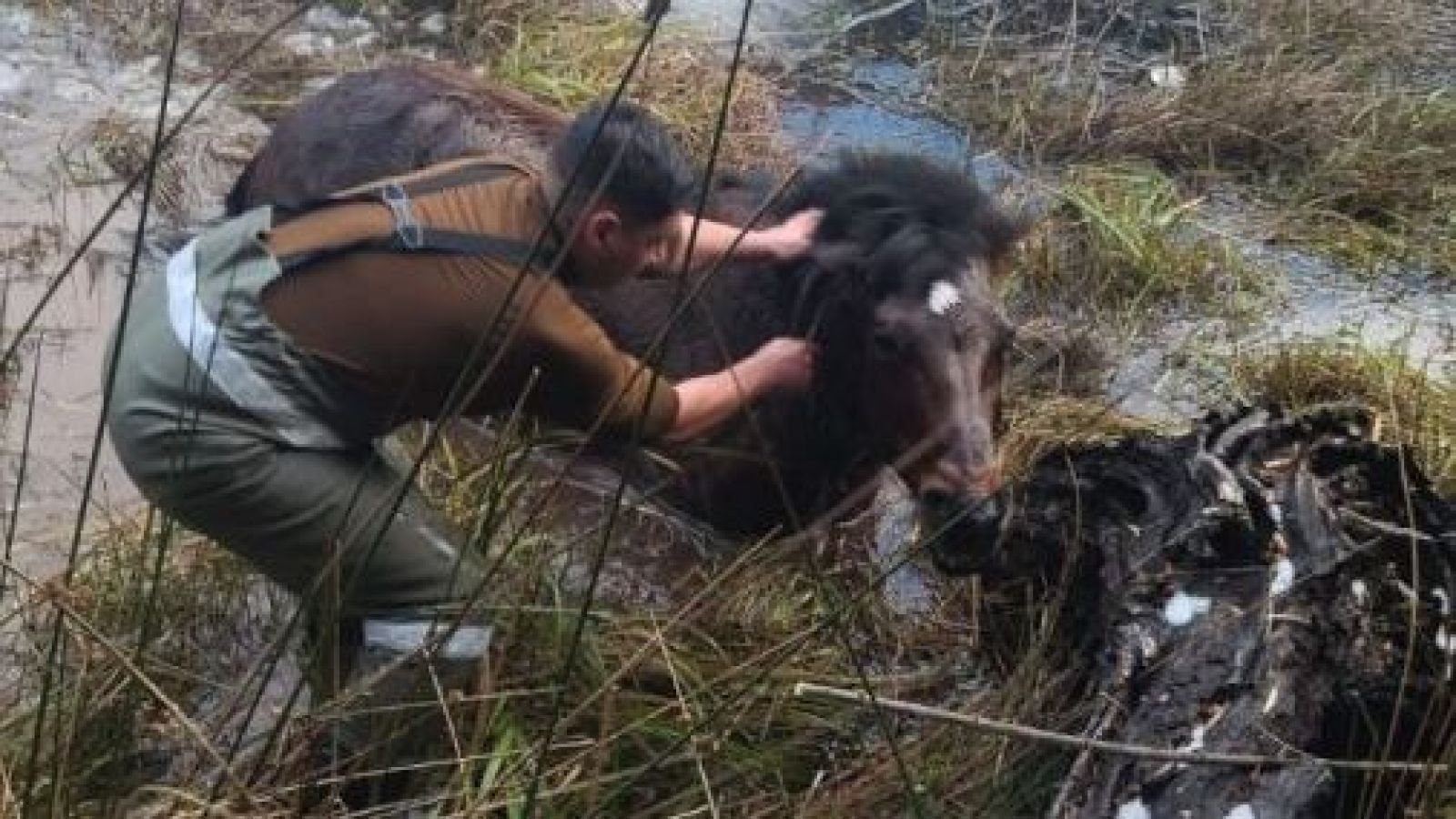 <p>Carabineros rescatan a caballo atrapado en laguna semicongelada</p>
